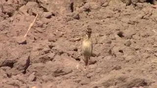 Calandra Lark Bird Singing In The Morning