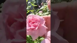 ЛУЧШАЯ ЗИМОЗОЙНАЯ РОЗА #роза
