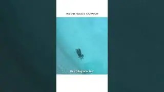 Hilarious Crab Rescue Goes WILD!