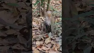 3.Mom, what are you looking for? #monkey #babymonkey #babymonkeykiki #kikimonkey #monkeykiki