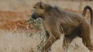 monkey sound ! animal sound ! nature sound