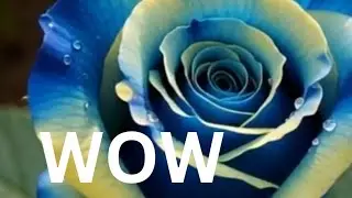 Beautiful Rose Flower Timelapse Magic 😍✨🌹#flower #rose #garden #nature #asmr #status #viral #fyp