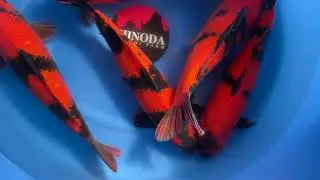 Selected hi utsuri 45cm Shinoda koi Farm bowl 19 saison 2022