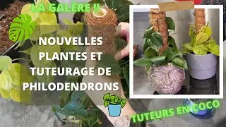 Nouvelles plantes & tuteurage de philodendrons