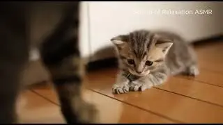 Angry Cat vs Naughty Kitten | Funny ASMR Sounds