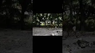 Why These Dogs Are The Most Successful Hunters
