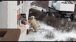 Sleep Where Polar Bears Roam: Inside Our Tundra Lodge Adventures &bull; Daily Dose of Nature