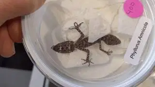 Unboxing Phyllurus Amnicola