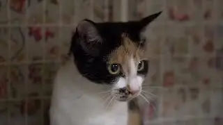 The Pinal County Sheriff&rsquo;s Office saves cats in Coolidge