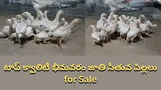 టాప్ క్వాలిటీ భీమవరం జాతి సీతువ పిల్లలు for Sale / Narasimha babu / 8008998909