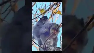 Life of Monkeys: The mother monkey is training her baby monkey to be brave and persistent.