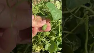 Cucamelons #garden #gardenharvest #harvest #harvesttime #backyardgarden #gardening #gardeningtips