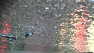 Traction Roll on Wet Surface (Turn down the Volume)