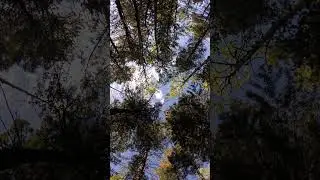 4K Nature Preview 🌳 Sunrise Through Pines & Aspens