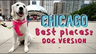 My Dog in Chicago &ndash; Dog Travel Blog