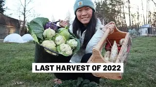 The last big garden harvest of the year! December 2022 - cabbage, cauliflower, radishes, turnips