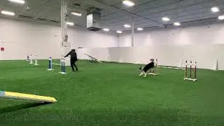 Speedoggie Agility Level Up Skill Training: Either or Training