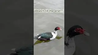 He Wasn&rsquo;t Alone After All.&hellip; 👀 #shorts#nature#wildlife#australia#duck