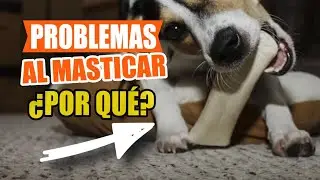 Mi PERRO Tiene PROBLEMAS para MASTICAR 🐶🦷&iquest;Por Qu&eacute;?