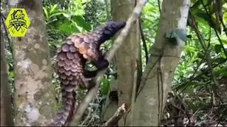 Pangolin climbing a tree  at Sri Lanka|SL Fish Production