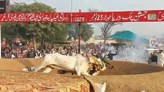 Chaudhry Faisal Nazir of Ladhar Jhelum | Bull Race Chak Daria 23rd November 2025 | Punjab bull Arena
