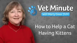 How to Help a Cat Having Kittens