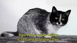 Genetic Rules Shattered: Meet the Mysterious New Cat Color Defying Science