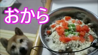 柴犬小春　02:09「早くぅ」と催促ｗおからで満腹ダイエット！大好物にキレッキレ！【ASMR】音フェチ、飯テロ