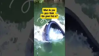 Biggest Fish of the Year! Can You Name It? #amazonriver #fishing #fish #shorts