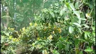 INBio park