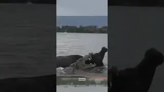 भैंसे ने मगरमच्छ को सिखाया सबक | Real animal fight | #wildlifeshorts #animalfight #shorts #viral