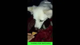 The greatest FIGHT Of PILLU VS FROOTI #live #livestream #dog #dogfight #viral #livefight