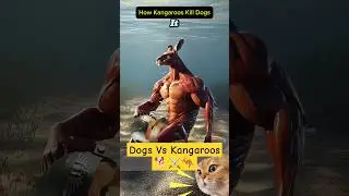 Kangaroos  Versus Dogs  🦘⚔️🐕 #facts #dog #funny