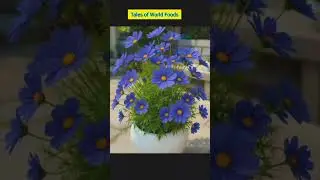 cool sounds /flowers /natural beauty