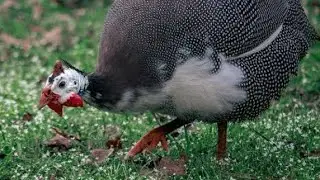Rural Life & Raising Guinea Fowl and Turkey Chicks | From Hatch to Growth&rdquo;
