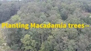 Planting macadamia trees in September 2020