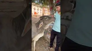 Gau bhakt 🖤#gaumata #Vlog#gaubhakt #gauseva #gau