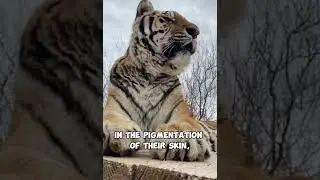 This tiger is very strange, look at that😨 #funfacts #didyouknow