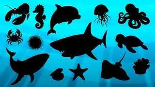 Can You Guess the Sea Animal Shadows? 🦈🐠🐳 ✅ Animals Knowledge Trivia Quiz