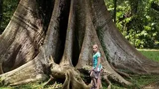 INDONESIA &ndash; The Bogor Botanical Gardens  | Video 24