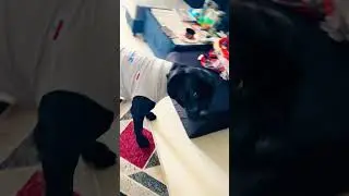 Thor trying tshirt for the first time #canecorso #canecorsopuppy #dogtshirt #canecorsoshirt#fashion
