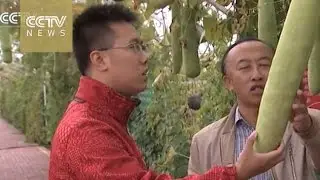 Xinjiang reclaims lands swallowed by Gobi Desert