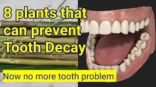 8 plants that can prevent Tooth Decay | Make your teeth stronger and healthier