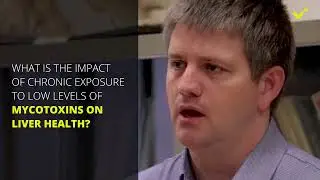 Solis Max 2 | What is the impact of chronic exposure to low levels of mycotoxins on liver health?