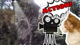 Die Katzlei 53: Pandi unterwegs #catcam #catperspective #Katzenperspektive