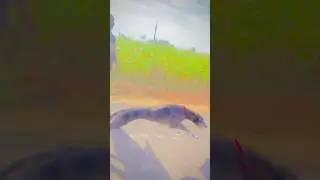 Kolhapur dog race 🚀😱 || kolhapur dog racing / dog race maharashtra || #shorts #arfyads