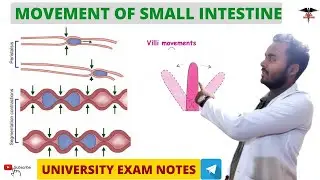 Movement of Small Intestine || Digestive System physiology|| Nursing|| DMLT || BMLT || MBBS Lecturer