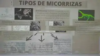 MICORRIZAS, ARBUSCULARES Y ENDOMICORRIZAS