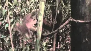 Giant mouse lemur surprise research finding