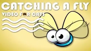 CAT GAMES - Catching a Cute Fly! Video For Cats Fly | CAT TV.